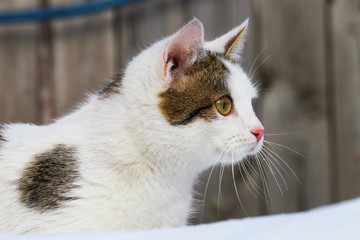 A cat is purebred in the snow, in snowdrifts. portrait, close-up, profile. Surprised interested look.