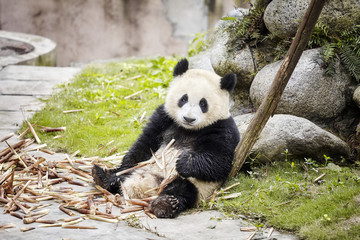 Fototapeta premium Giant panda rests after eating bamboo, Chengdu, China