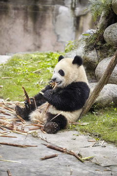 Fototapeta Giant panda eats bamboo, Chengdu, China