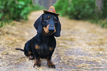 handsome portrait of a dog (puppy) breed dachshund black tan, in the cap of a cowboy  in the green forest