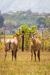 Naklejka na ściany i meble Two Roan Antelopes Fighting with each other, Swaziland, Africa