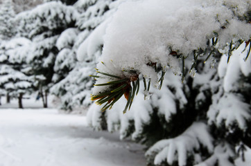 Fir tree needles with thick snow