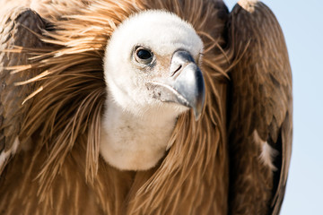 Vulture portrait close-up