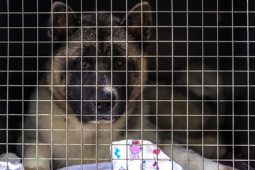 The lost dog sits in a cage behind a lattice in expectation of the new owner. Shelter for stray dogs.