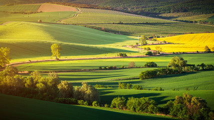 Fototapeta premium Endless Green Fields, Rolling Hills, Tractor Tracks, Spring Landscape under Blue Sky. South Moravia, Czech Republic