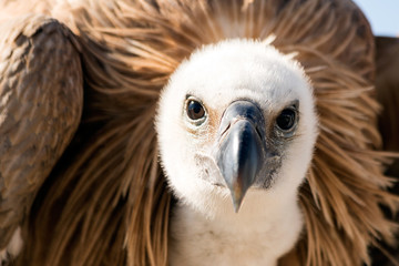 Vulture portrait 