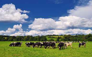 Milking cows grazing on the fresh green early summer meadow. Livestock in the pastures near Porva,...
