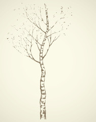 Birch. Vector drawing