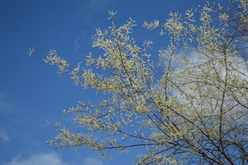Jurema 4