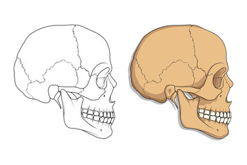 medical skull bone poster
