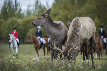 Horseback riding. Two deer. Hunting for deer.