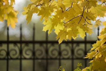 Autumn. Maple leaves with a black fence.