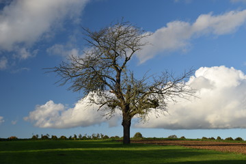 Obraz premium Herbstbaum