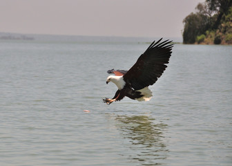 Fish eagle approach over water