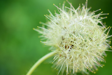 dandilion botanical close up on background.