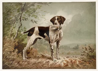 Sierkussen Old illustration depicting an English Pointer, breed of gun dog. By Bencke, publ. 1879 © Mannaggia