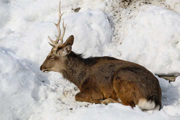 Reindeer sleeping on snow in  winter season  in Hokkaido ,Japan.