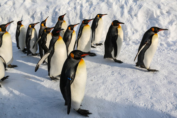 King penguins walking on  snow in Hokkaido ,Japan.