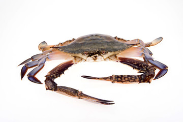 The crab is on a white background