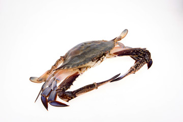 The crab is on a white background