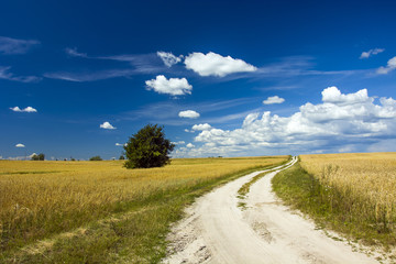 Road between fields of cereals
