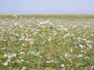 Obraz premium Beautiful scenery of large buckwheat field showing white buckwheat flowers in bloom