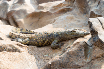 Krokodil am Fluss Kunene, Epupa, Namibia