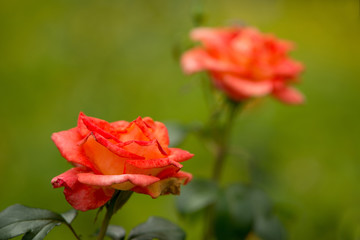 Fototapeta premium Flower Orange Rose