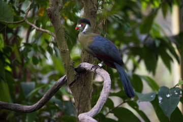 turaco bird