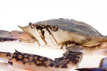 The crab is on a white background