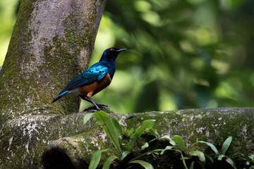 Superb starling bird