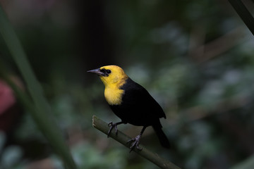 Yellow-headed Blackbird