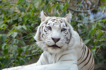 Bengal tiger