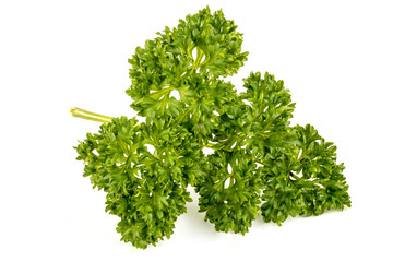 Sprig of Green Foilage of Parsley Herb Plant