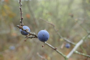 detail of a blackthorn berry in a branch