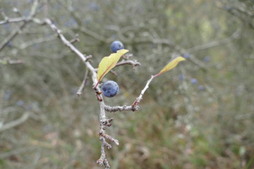 detail of a blackthorn berry in a branch
