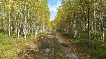 Forest road