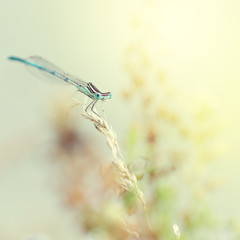 blue dragonfly sitting in a field at sunrise