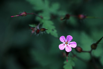 pink flower in green plants background