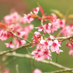 Sakura flowers blooming blossom in Chiang Mai, Thailand