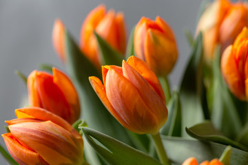 Beautiful orange and yellow tulips on gray wall. Flower background. Warm colors. copy space