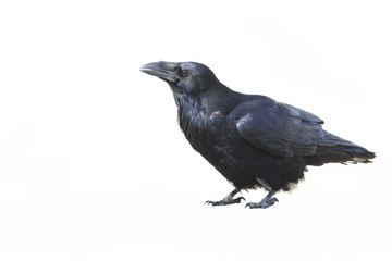 Common raven (Corvus corax) isolated on a white background in Algonquin Park, Canada