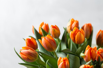 Beautiful orange and yellow tulips on light gray wall. Flower background. Warm colors. copy space