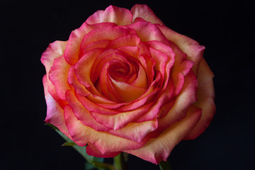 Fototapeta premium Top view of colorful rose (pink, yellow, orange) isolated on black background.