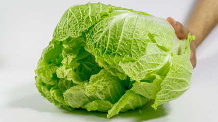 Chinese cabbage on hand on a white background