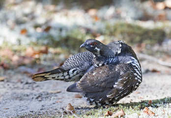 Spruce grouse male (Falcipennis canadensis) preening in Algonquin Park, Canada