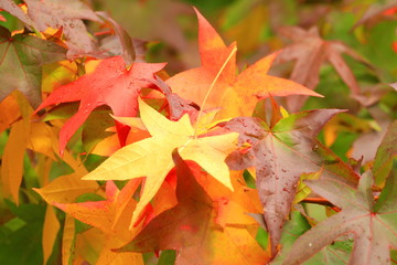 Autumn leaves