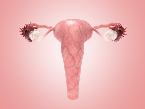 Female Reproductive System 3d Render On Pinck