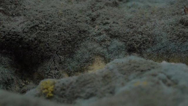 Closeup of mold on food, Dolly shot
