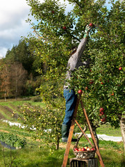 Man picking apples